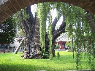 baum
